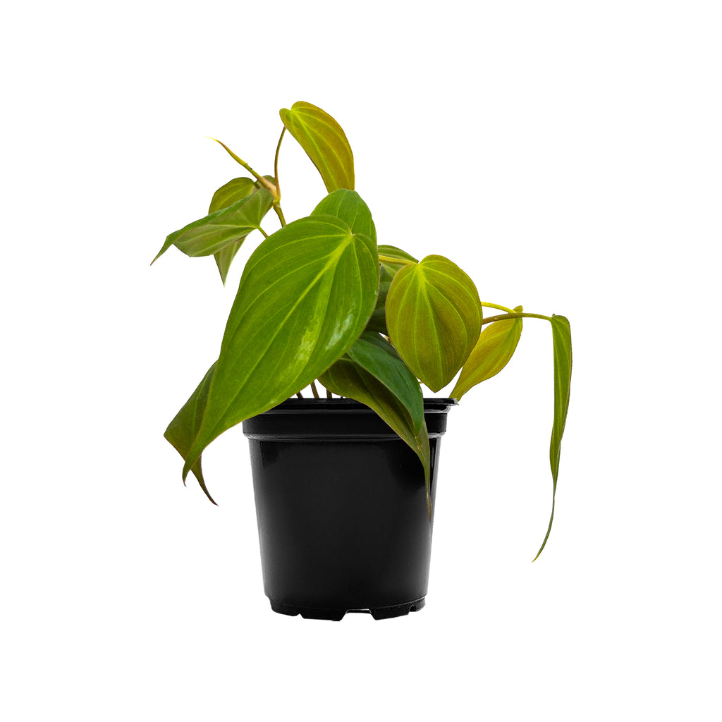 Philodendron Micans Mini