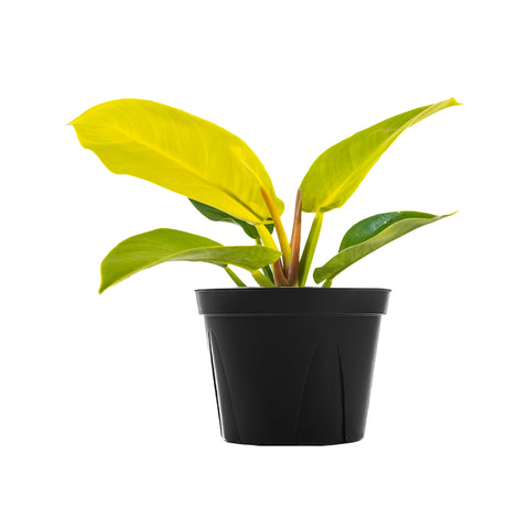 Philodendron Moonlight Large