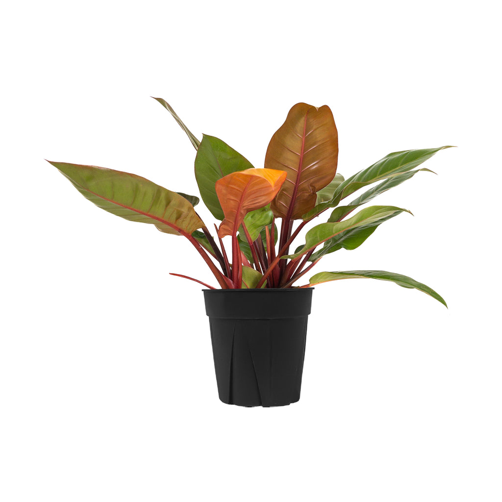 Philodendron Prince of Orange Extra Large