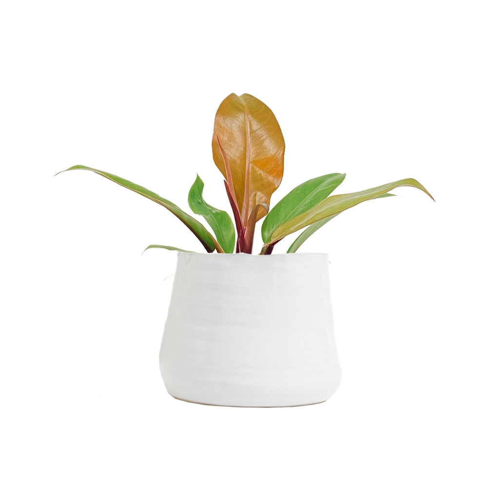 Philodendron Prince of Orange Small