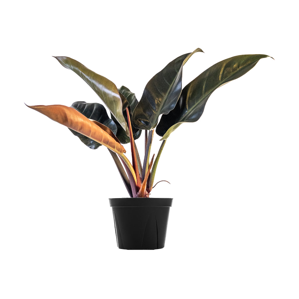 Philodendron Red Congo Large