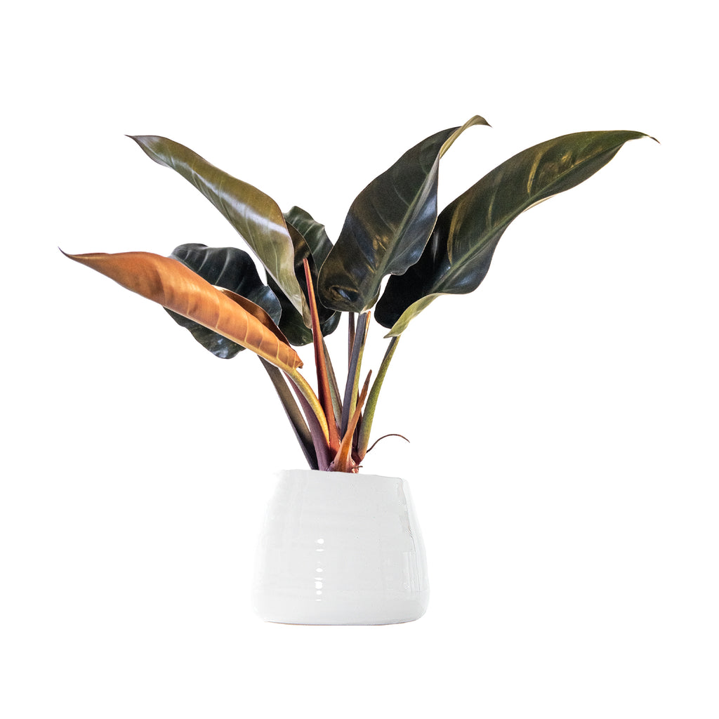 Philodendron Red Congo Large