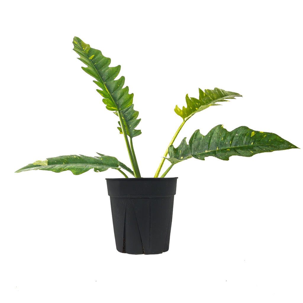 Philodendron Ring of Fire Large