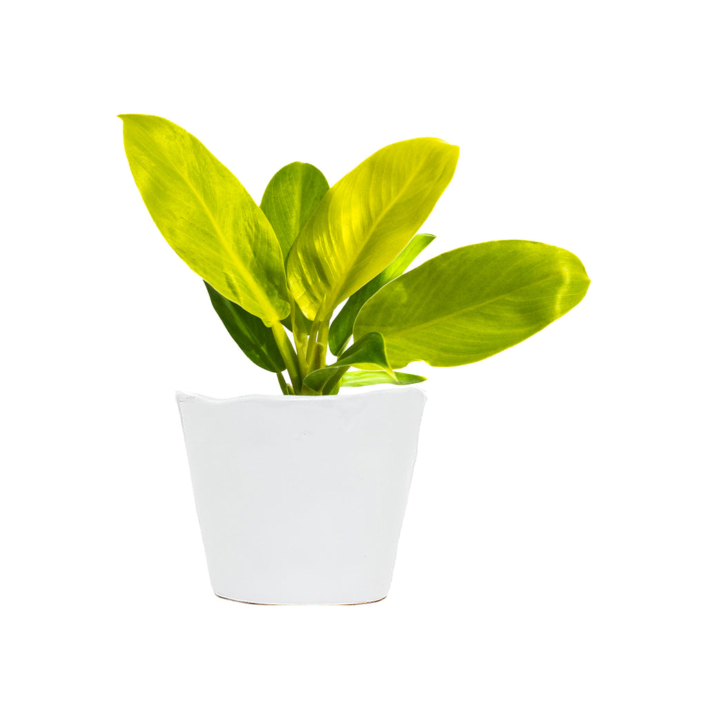 Philodendron Rush Small