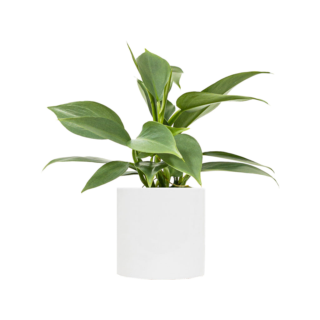 Philodendron Silver Sword Small