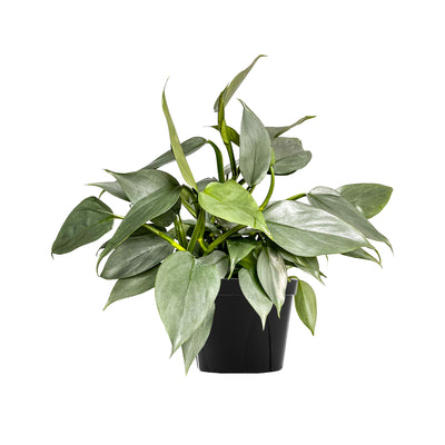 Philodendron Silver Sword Large