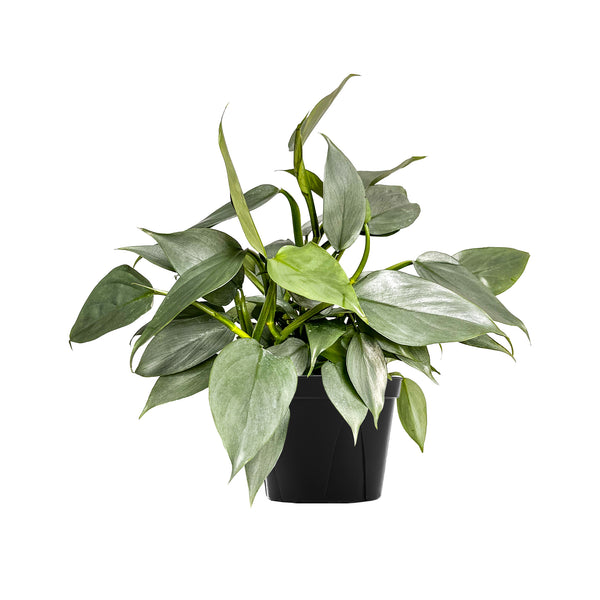 Philodendron Silver Sword Large