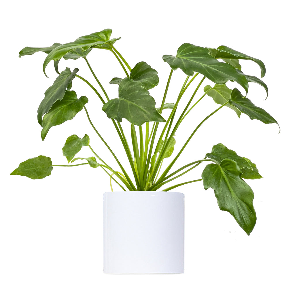 Philodendron Xanadu Small