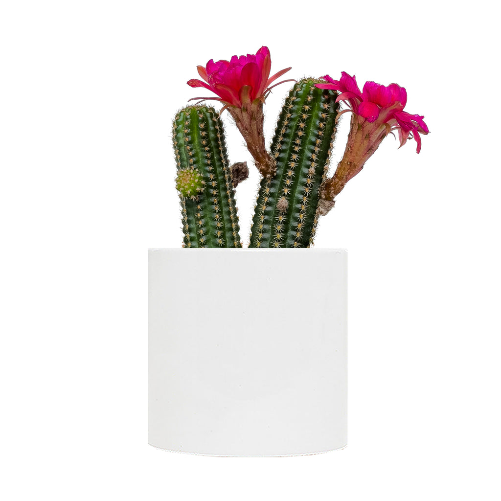 Rose Quartz Cactus Small