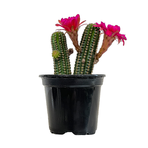 Rose Quartz Cactus Small