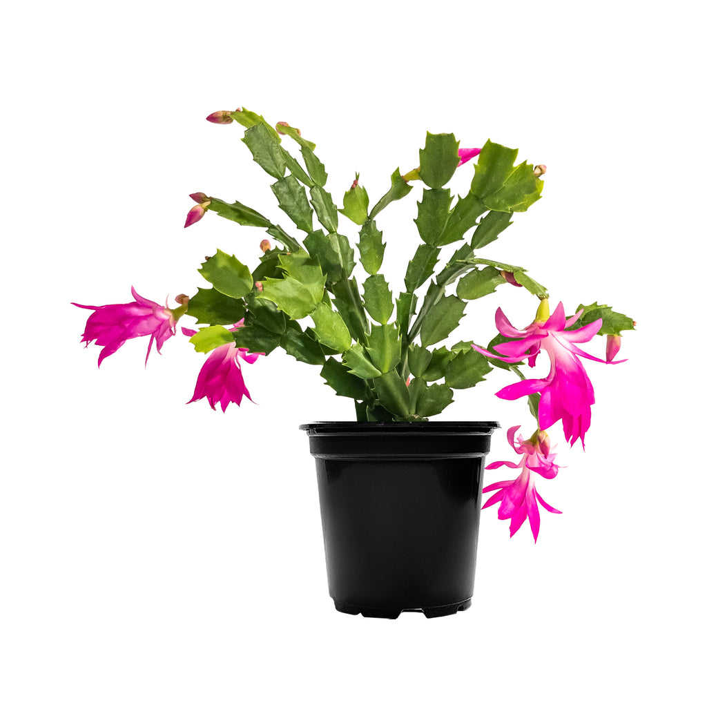 Pink Flowering Holiday Cactus