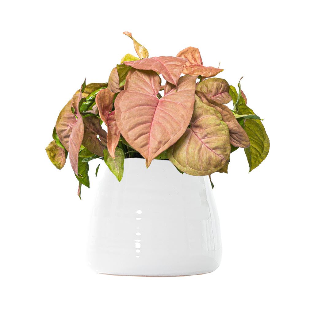Pink Syngonium Large