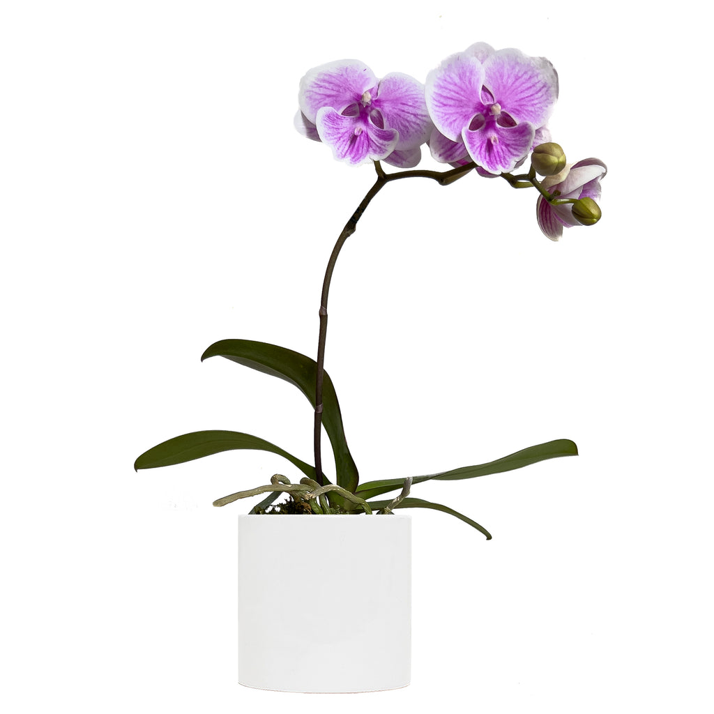 Pink Flowering Moth Orchid Small