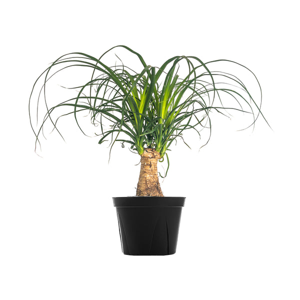 Ponytail Palm Large