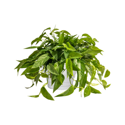 Pothos Cebu Blue Extra Large