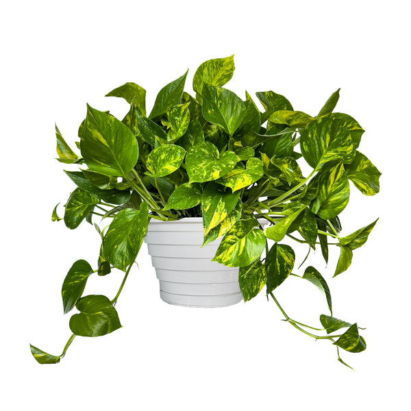 Pothos Golden Extra Large