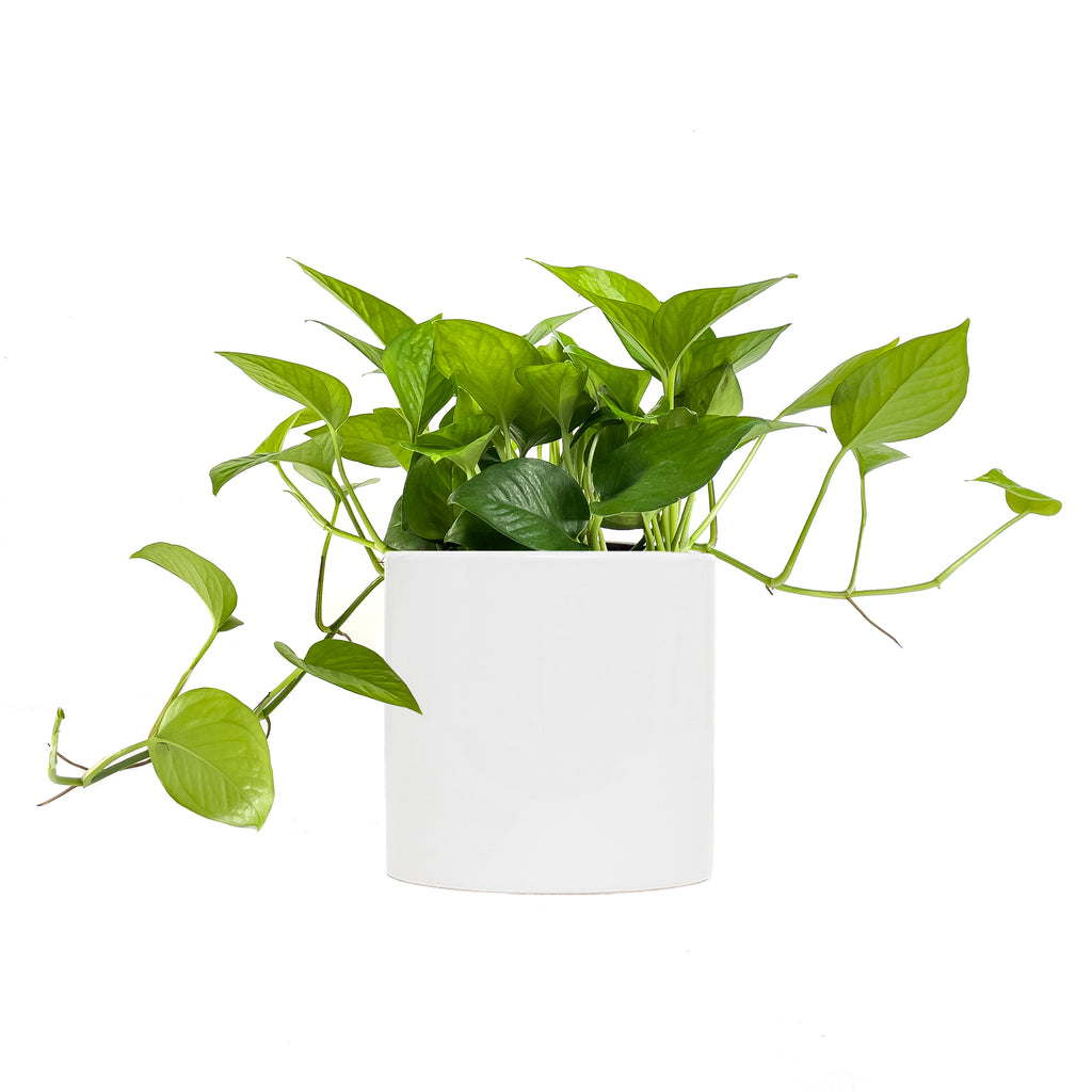Jade Pothos Large