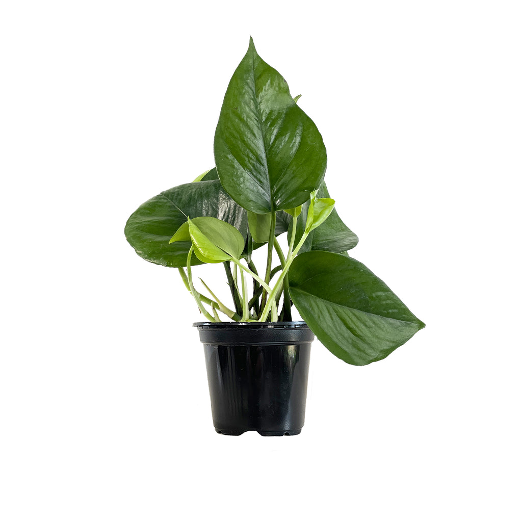 Jade Pothos Small