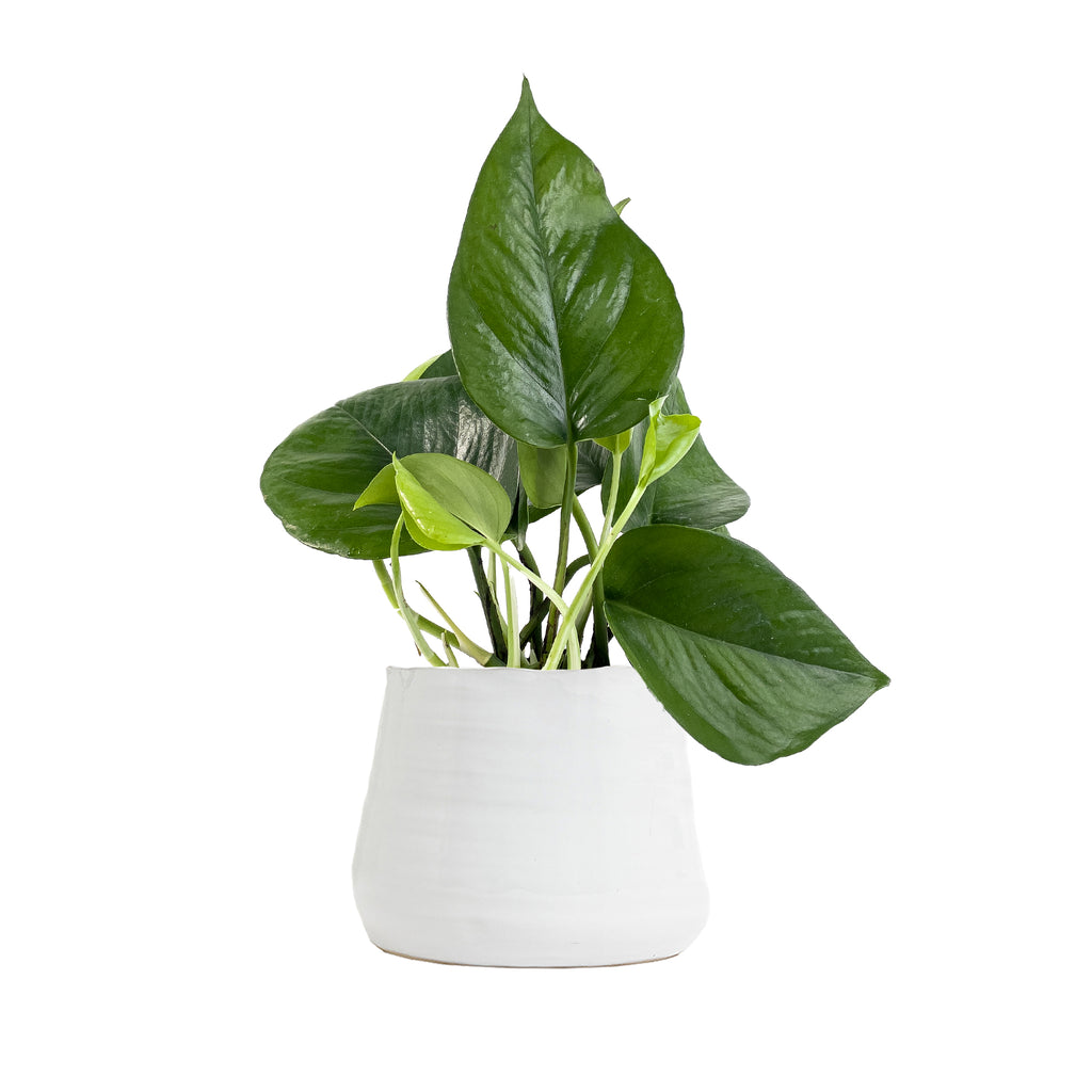 Jade Pothos Small