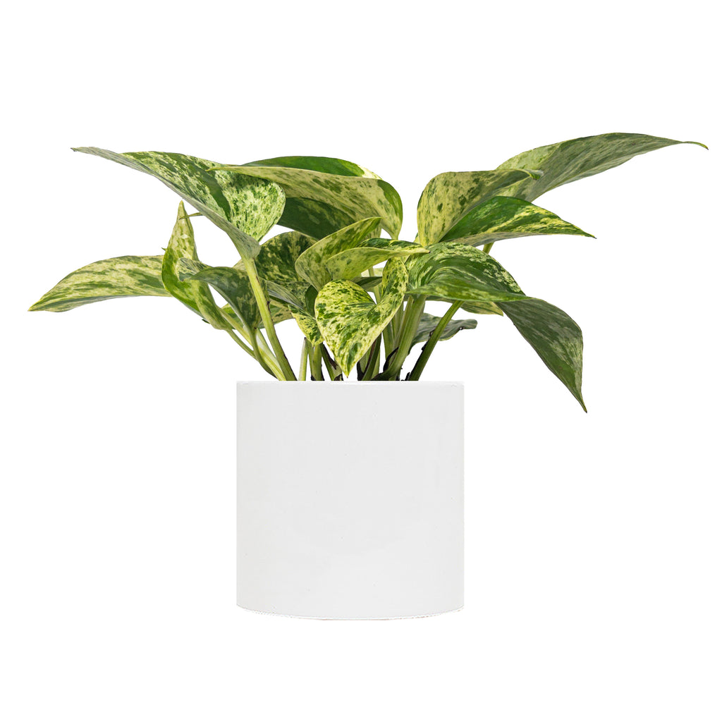 Pothos Marble Queen Small