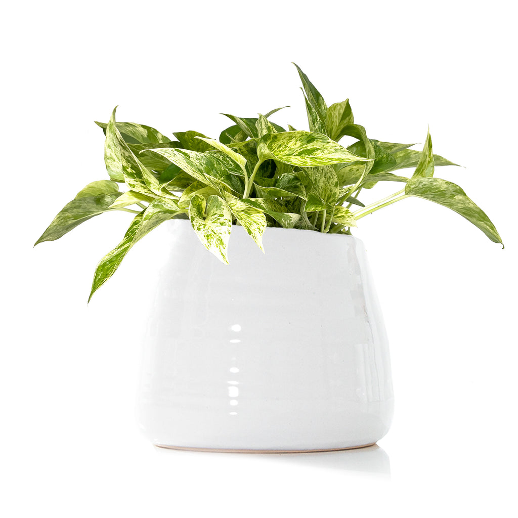 Pothos Marble Queen Large