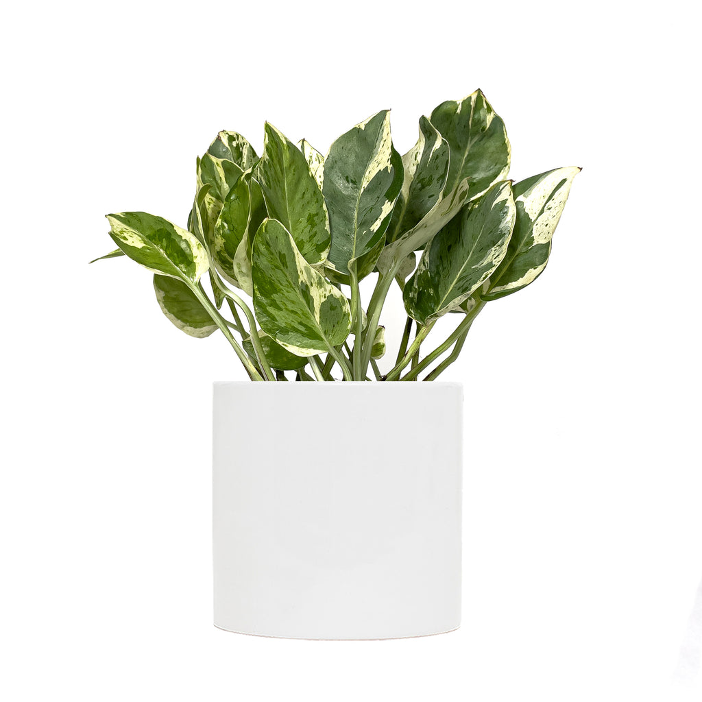 Pothos Pearls and Jade Small