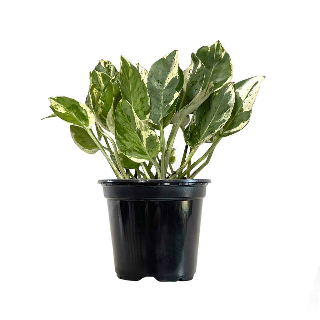 Pothos Pearls and Jade Small