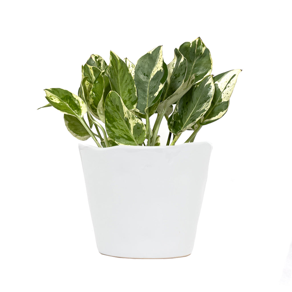 Pothos Pearls and Jade Small