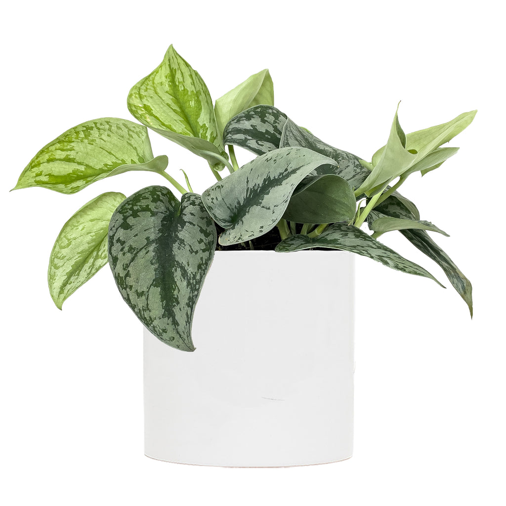 Pothos Silver Satin Large