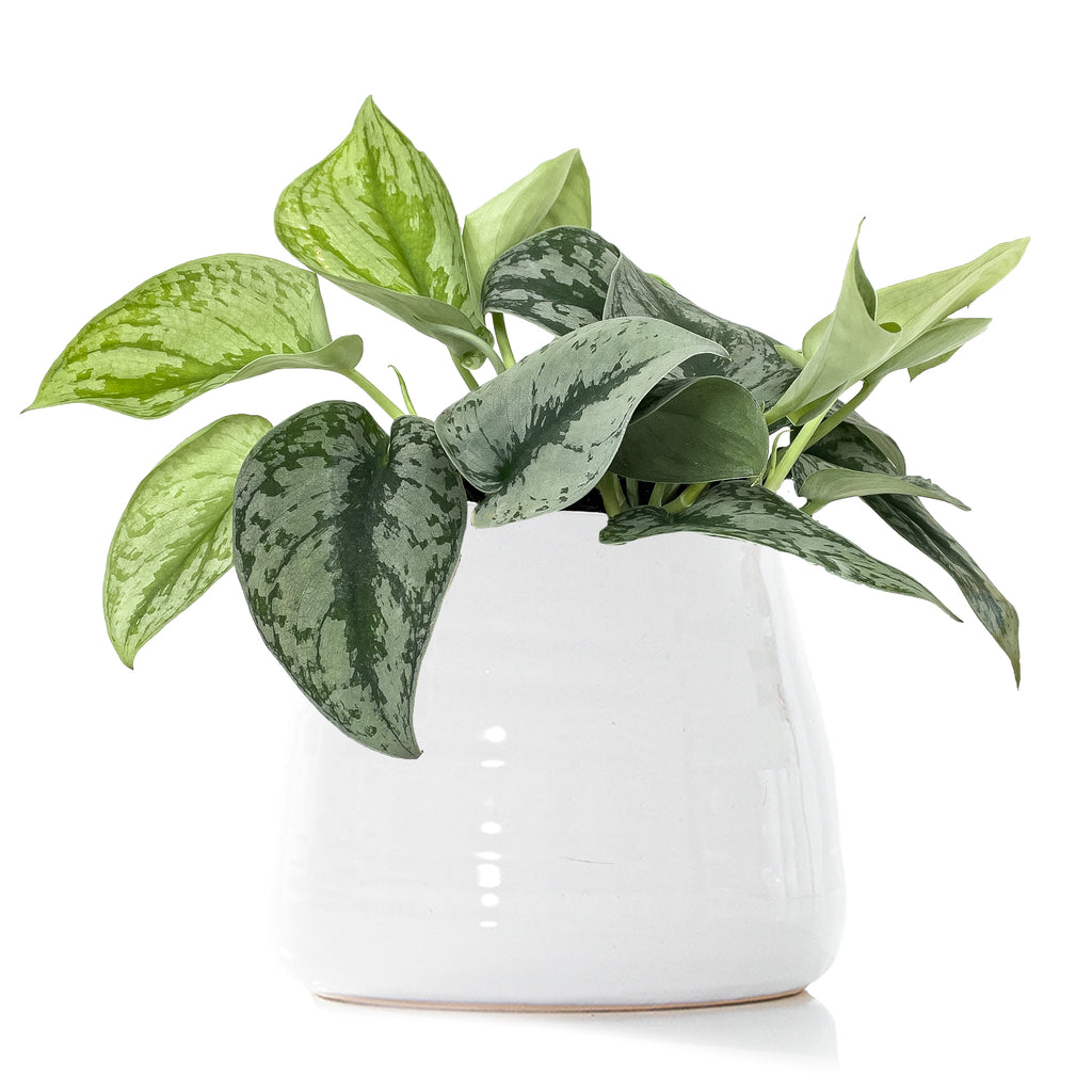 Pothos Silver Satin Large