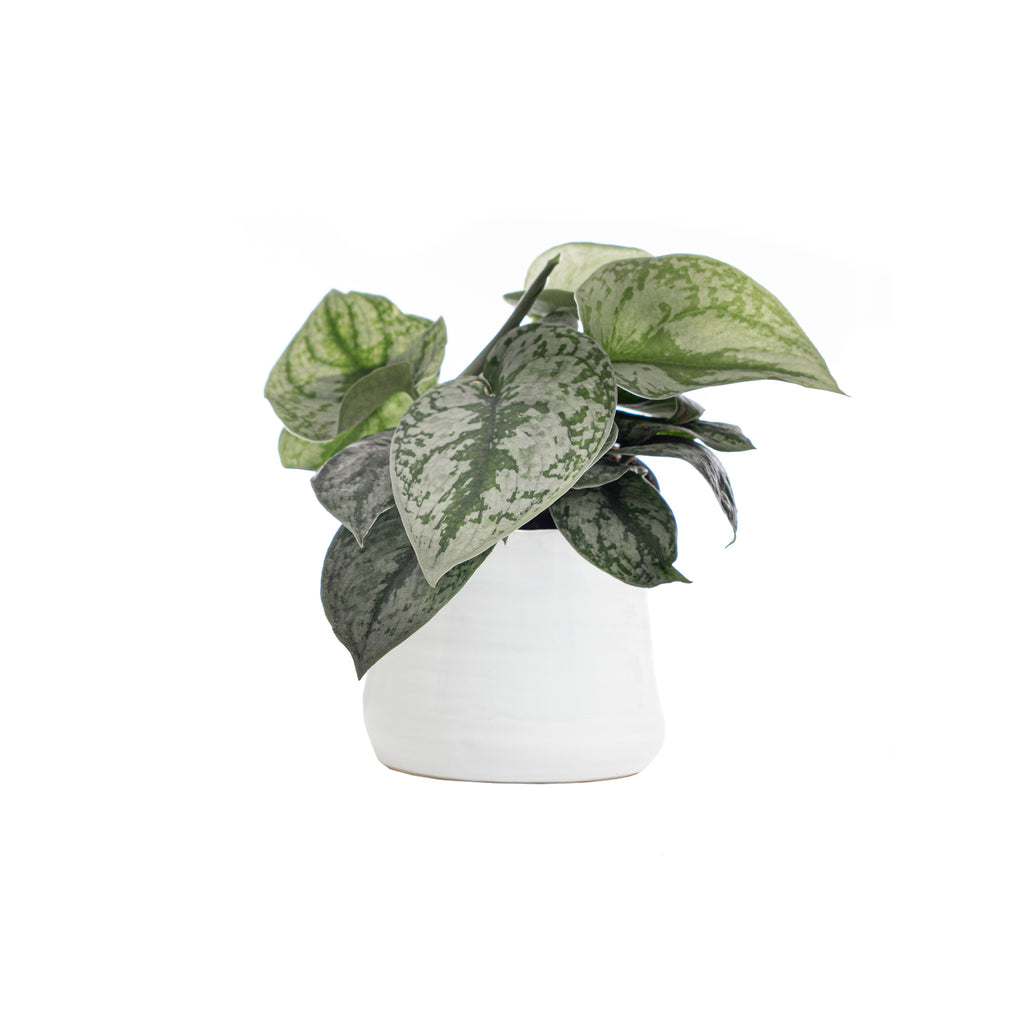 Pothos Silver Satin Small