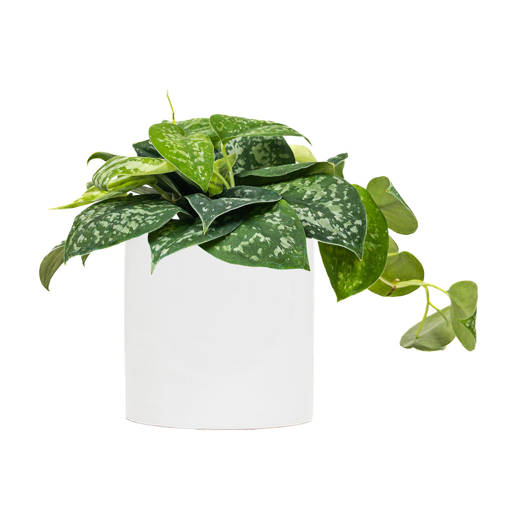 Pothos Silver Splash Large