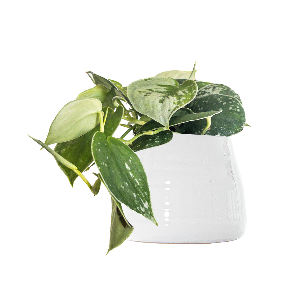 Silvery Anne Pothos Small
