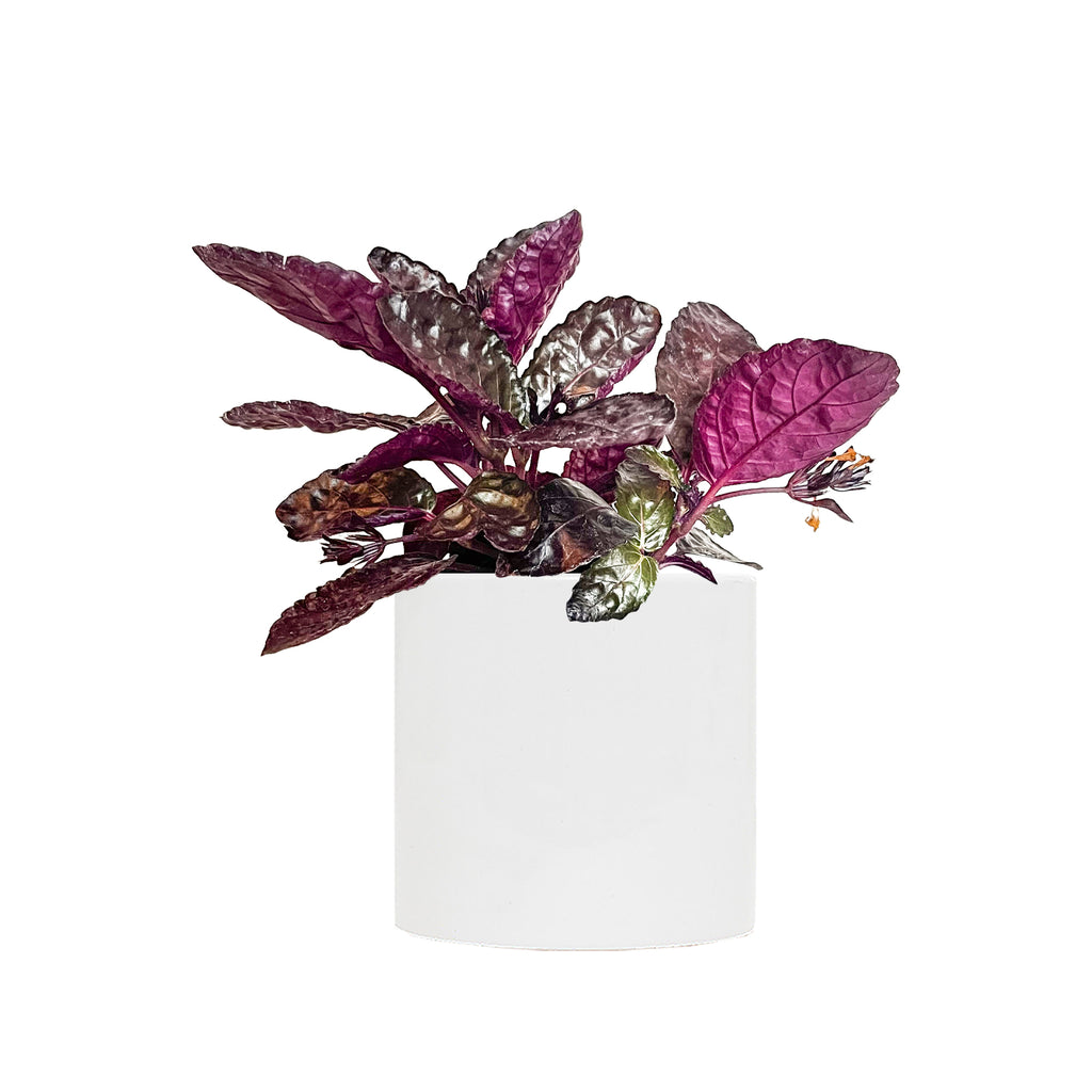 Purple Waffle Plant Small