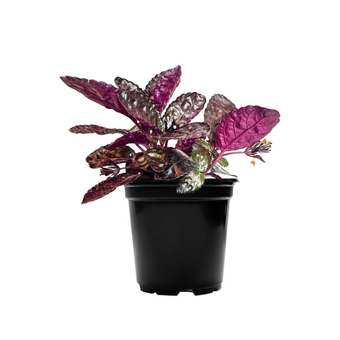 Purple Waffle Plant Small