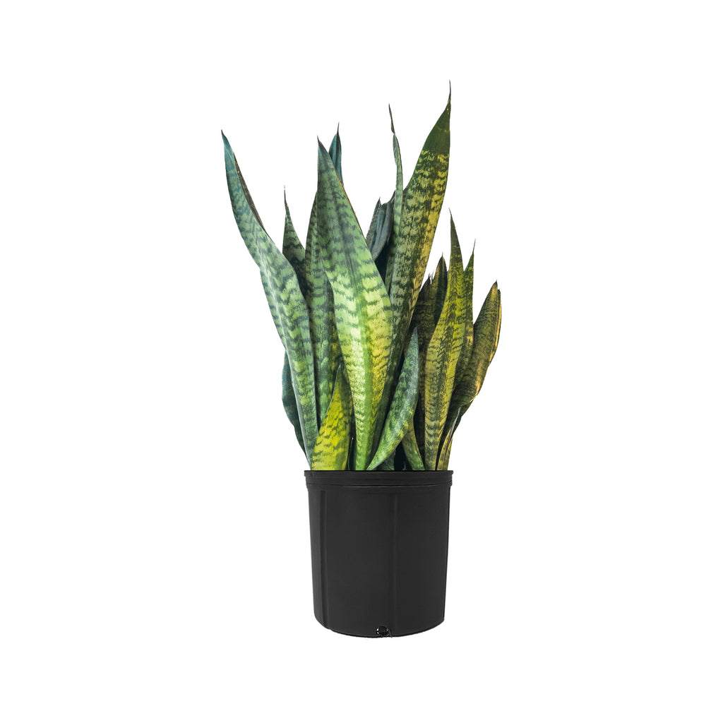 Sansevieria Black Coral Extra Large