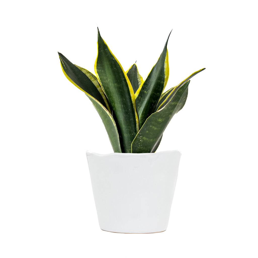Sansevieria Black Gold Small
