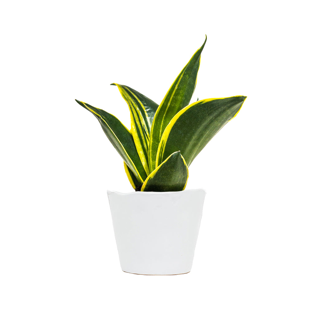 Sansevieria Black Star Mini