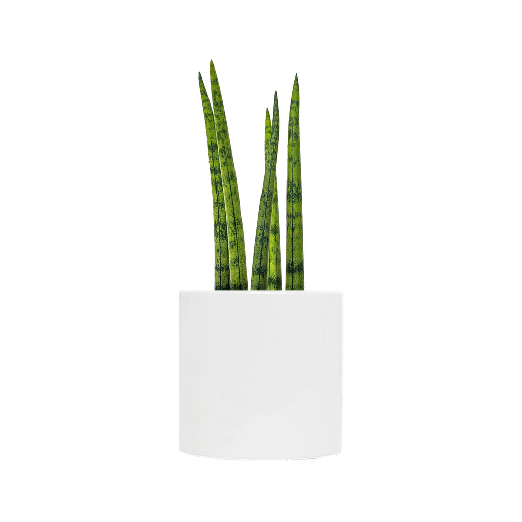 Sansevieria Cylindrica Crown Small