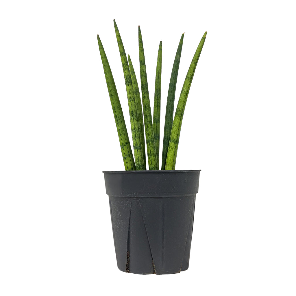 Sansevieria Cylindrica Crown Large