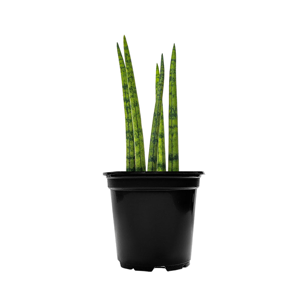 Sansevieria Cylindrica Crown Small