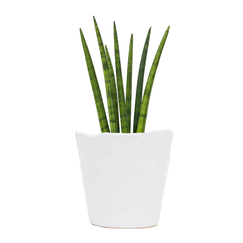 Sansevieria Cylindrica Crown Large
