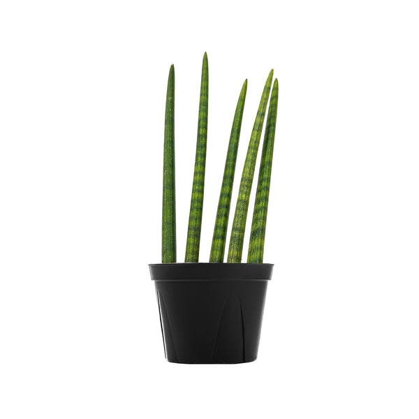 Sansevieria Cylindrica Fan Large