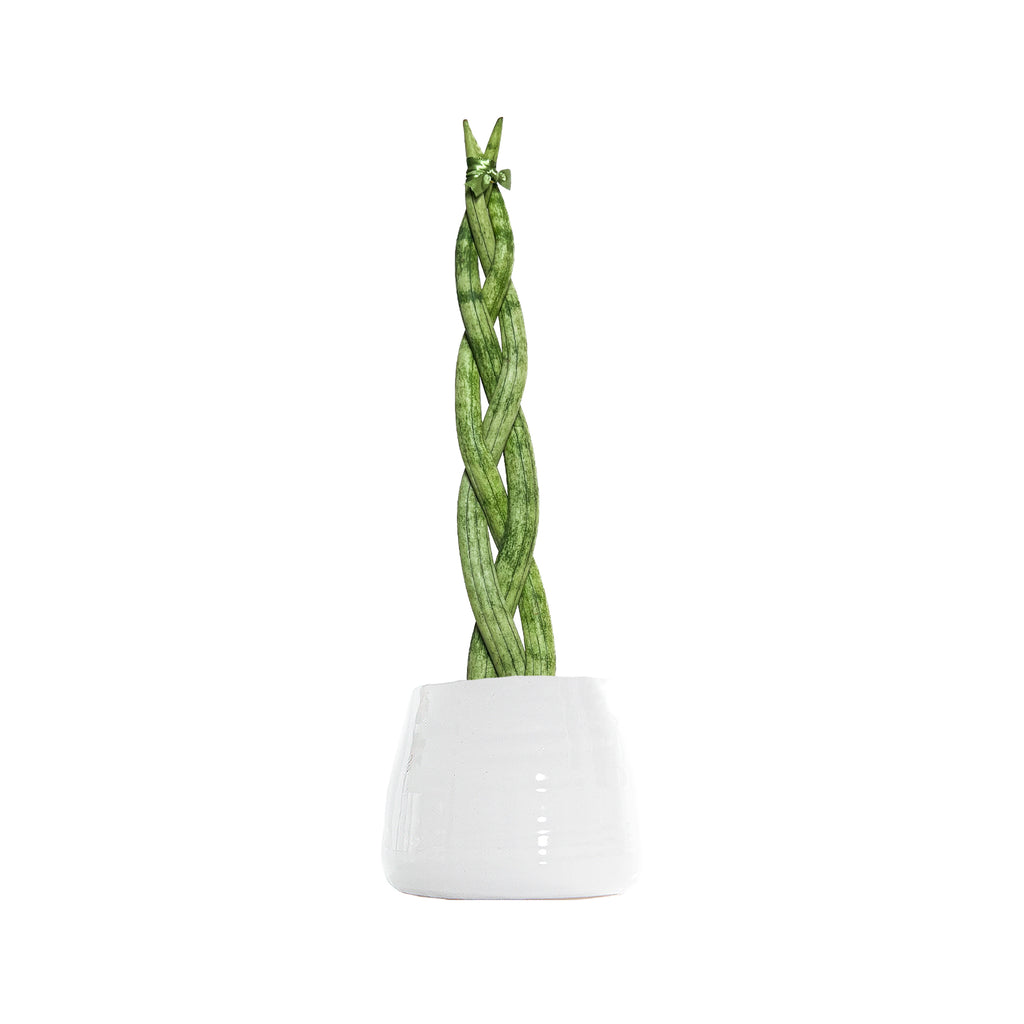 Sansevieria Dragon Fingers Small