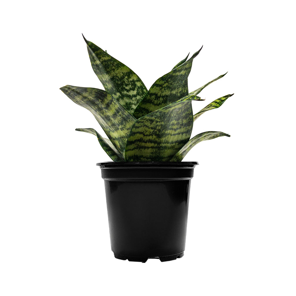 Sansevieria Forest Star Small