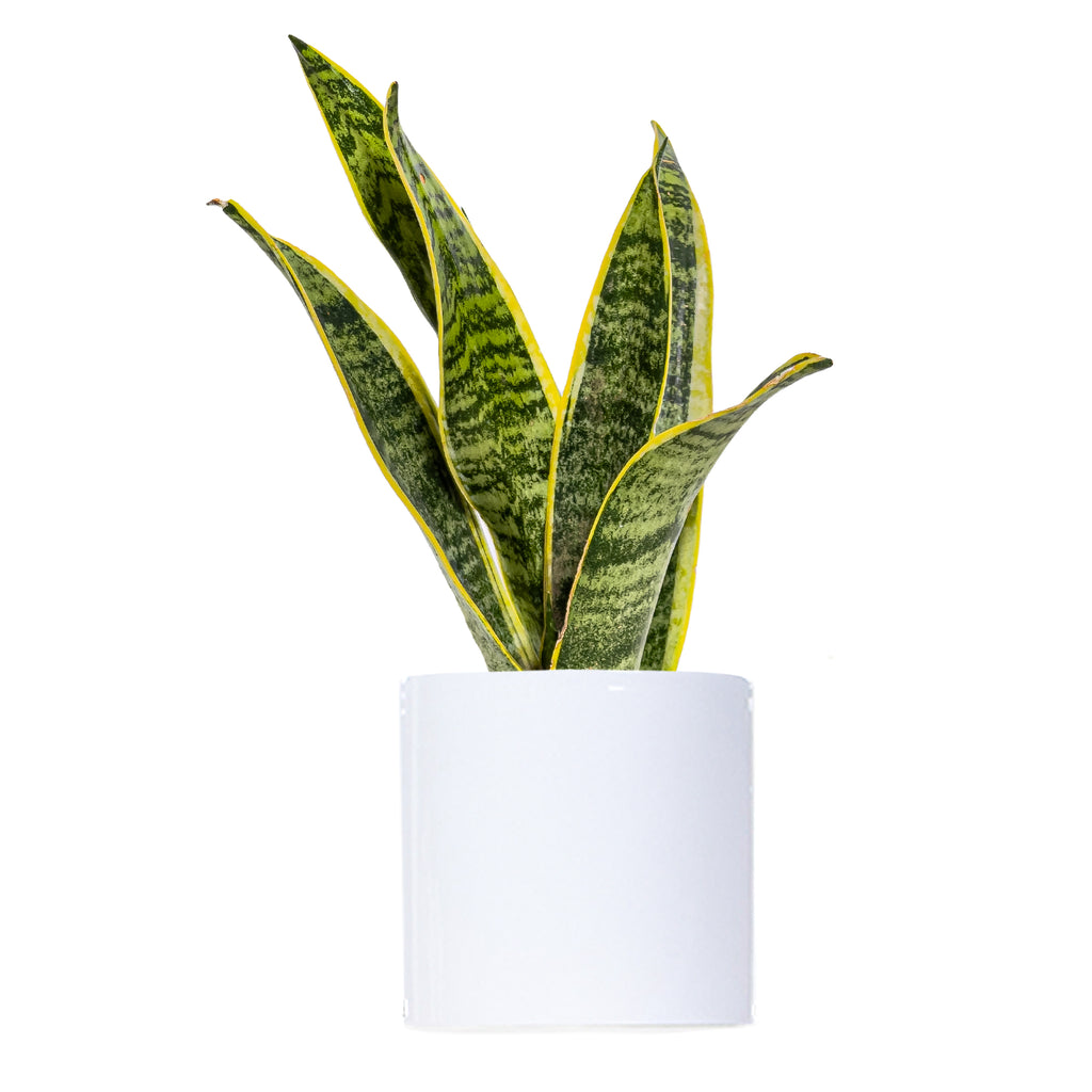 Sansevieria Laurentii Small
