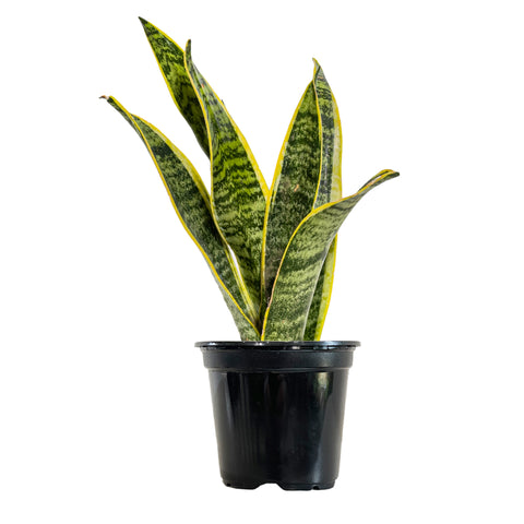 Sansevieria Laurentii Large