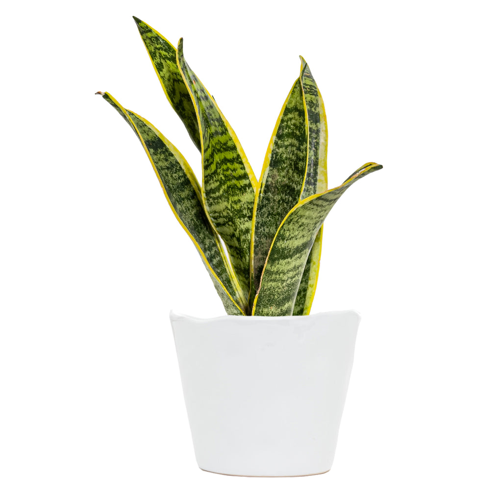 Sansevieria Laurentii Small