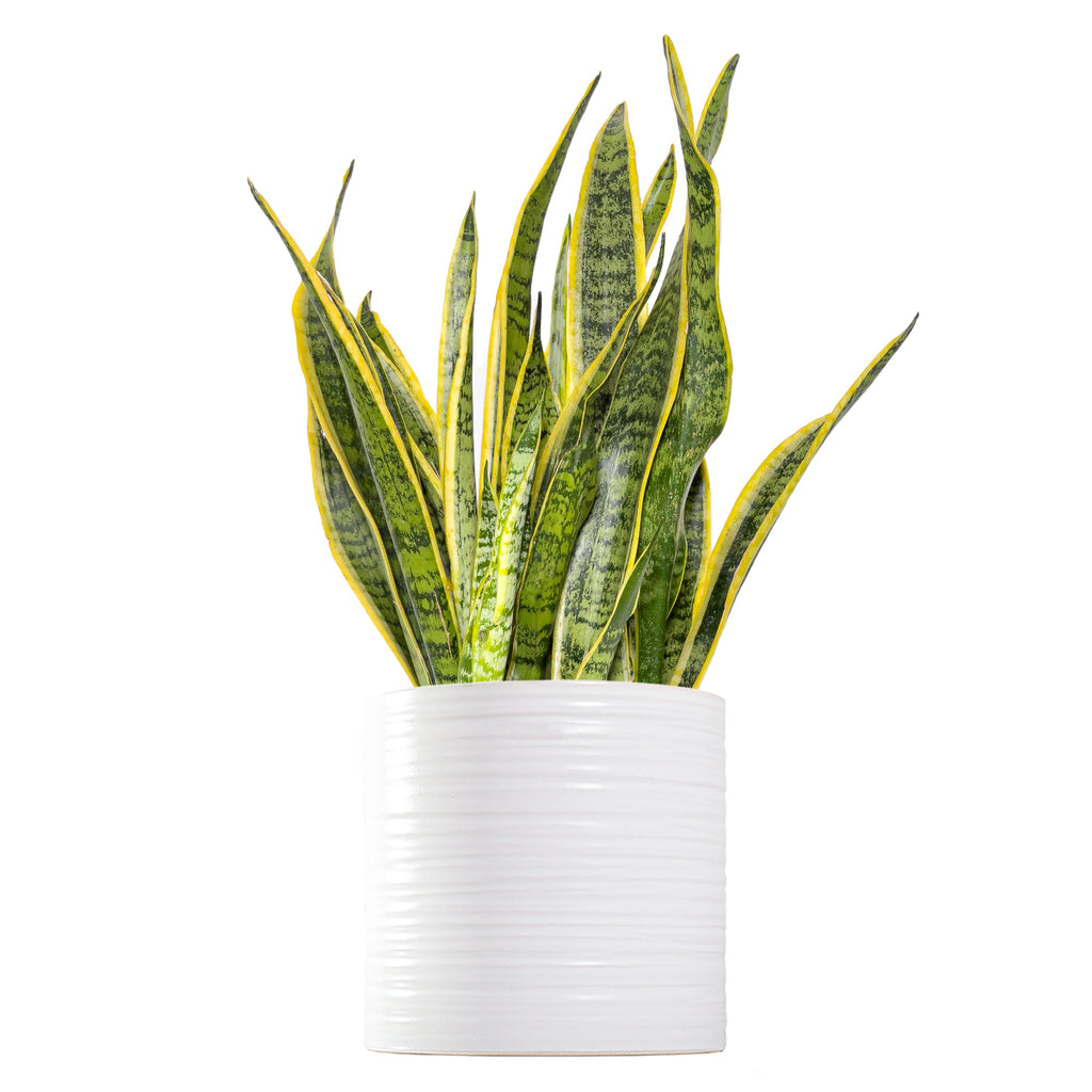 Sansevieria Laurentii Large
