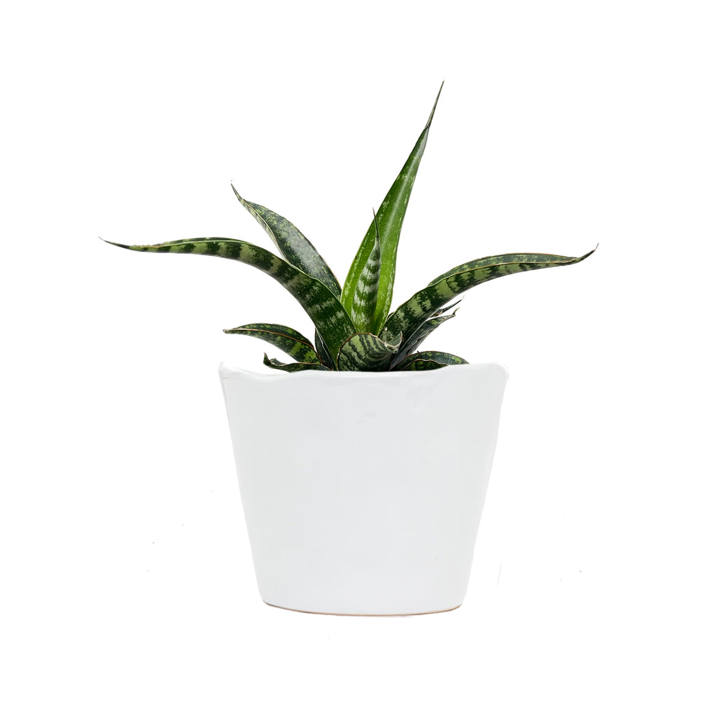 Sansevieria Tiger Small